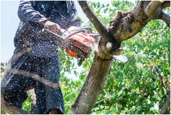tree services Crozet